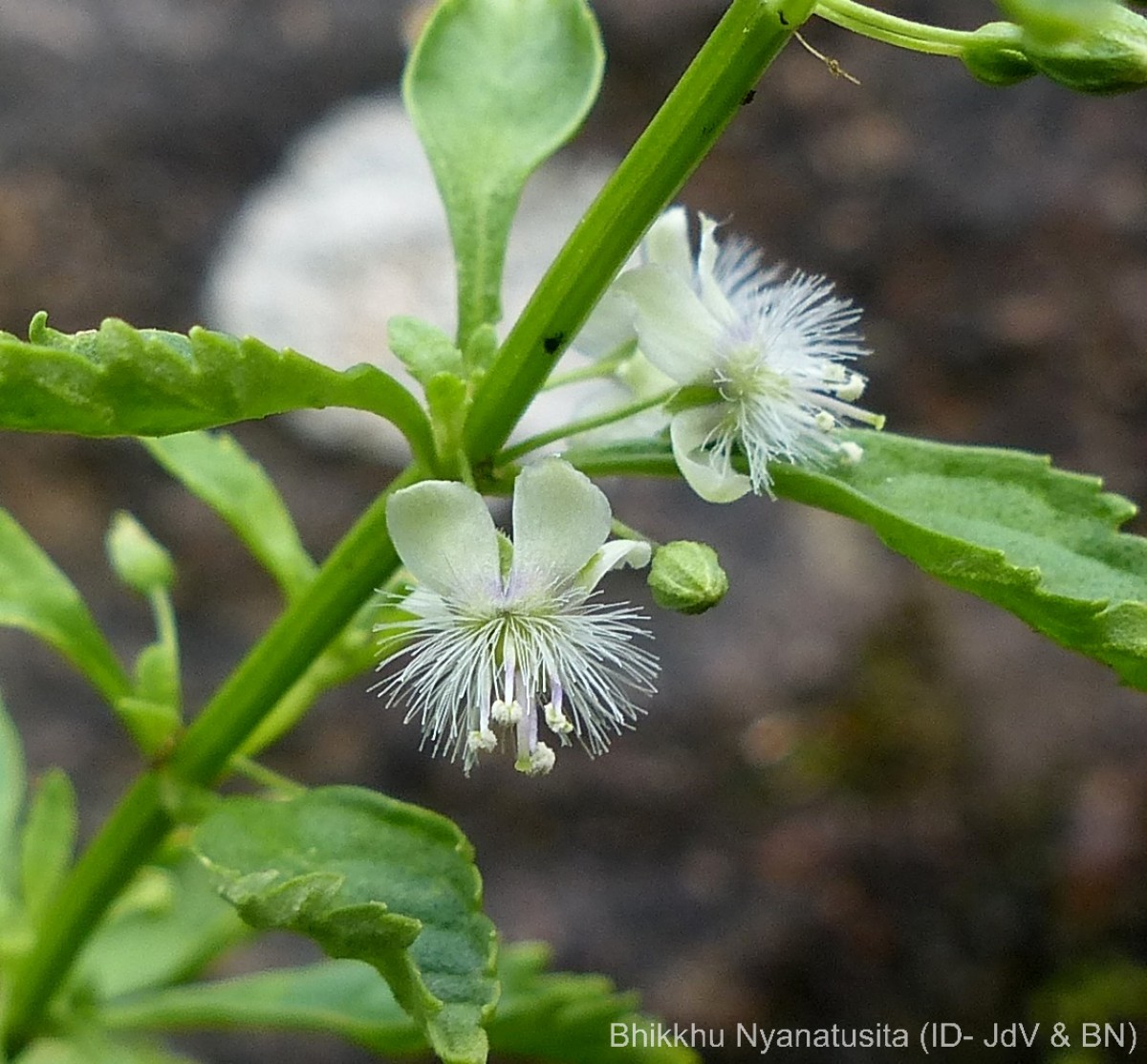 Scoparia dulcis L.